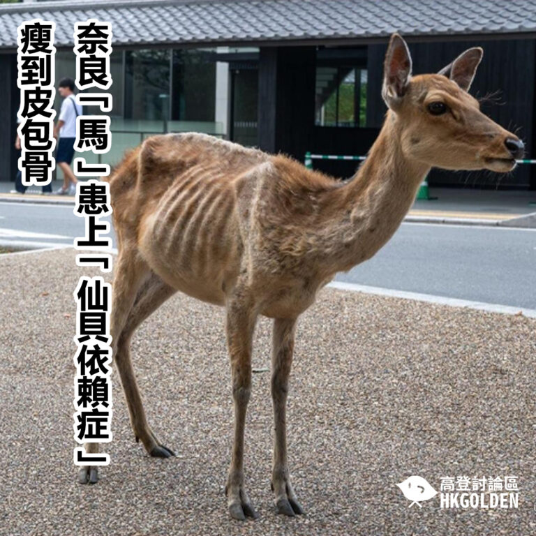 奈良「馬」患上「仙貝依賴症」 瘦到皮包骨