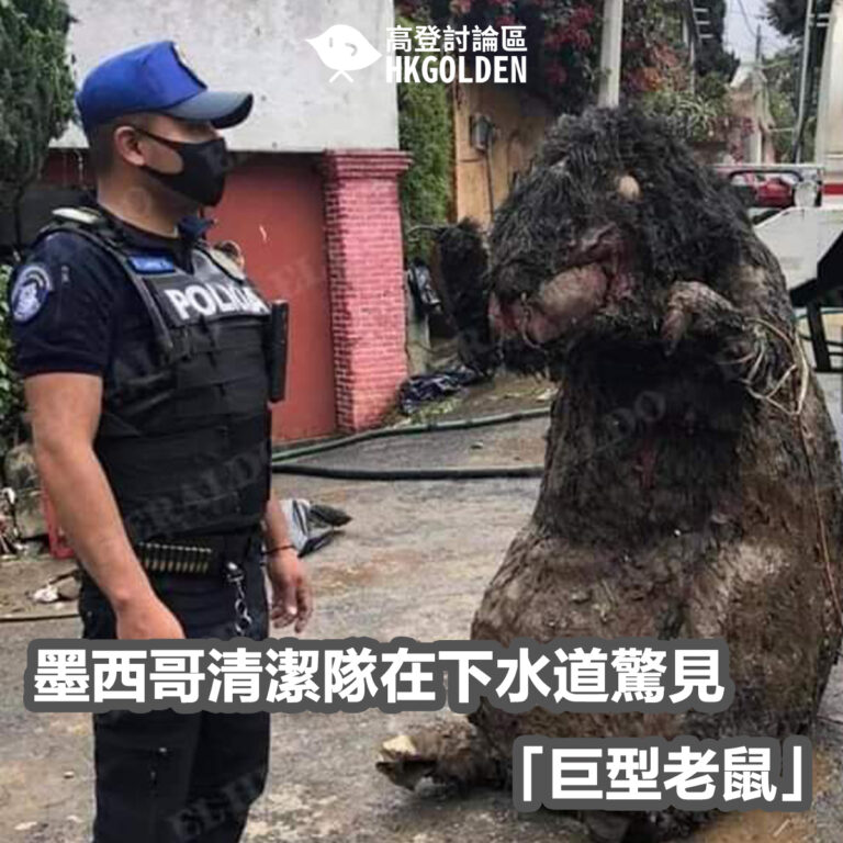 墨西哥清潔隊在下水道驚見「巨型老鼠」