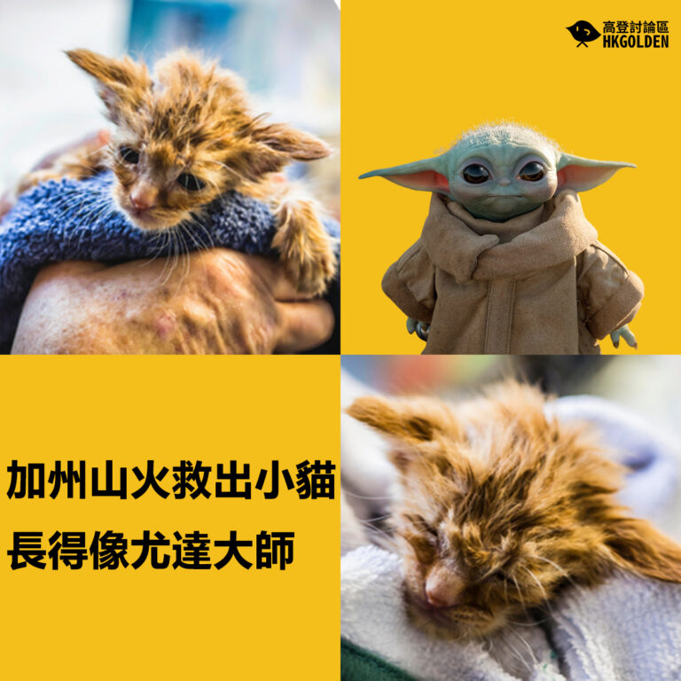 加州山火救出小貓長得像尤達大師