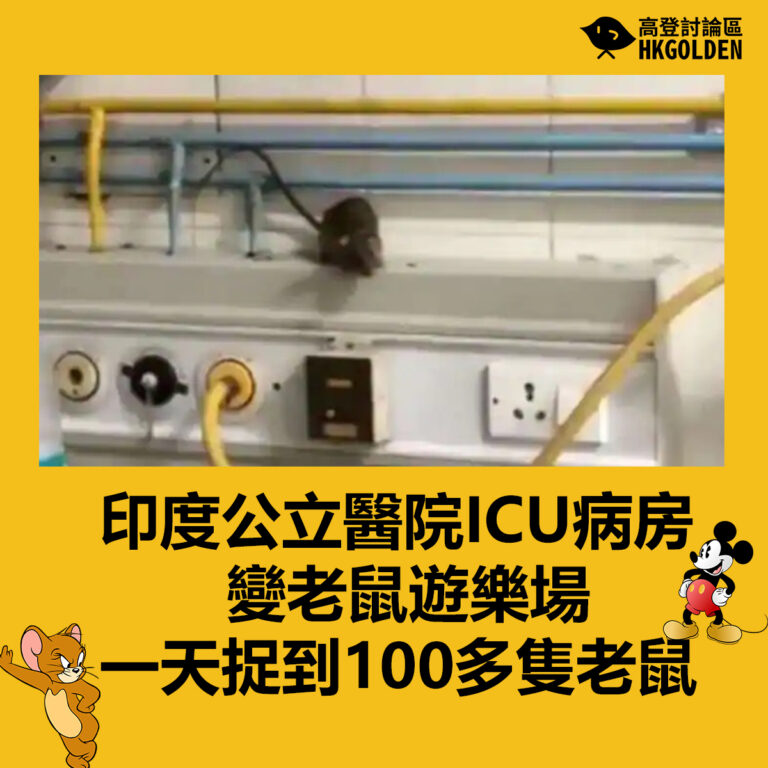 印度公立醫院ICU病房變老鼠遊樂場  一天捉到100多隻老鼠