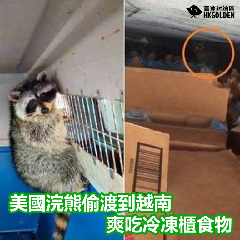 美國浣熊偷渡到越南 爽吃冷凍櫃食物