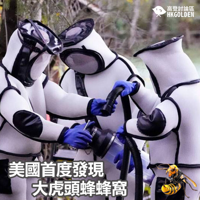 美國首度發現大虎頭蜂蜂窩