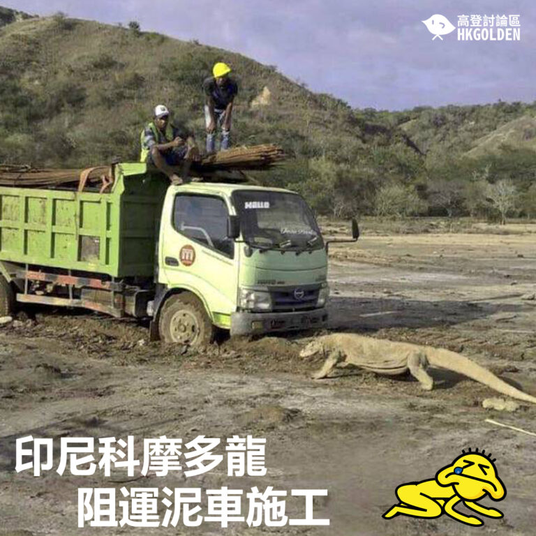 印尼科摩多龍阻運泥車施工
