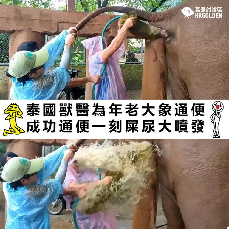 泰國獸醫為年老大象通便  成功通便一刻屎尿大噴發