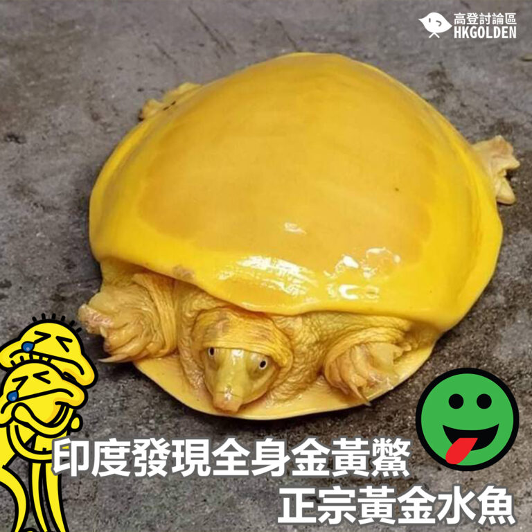 印度發現全身金黃鱉  正宗黃金水魚