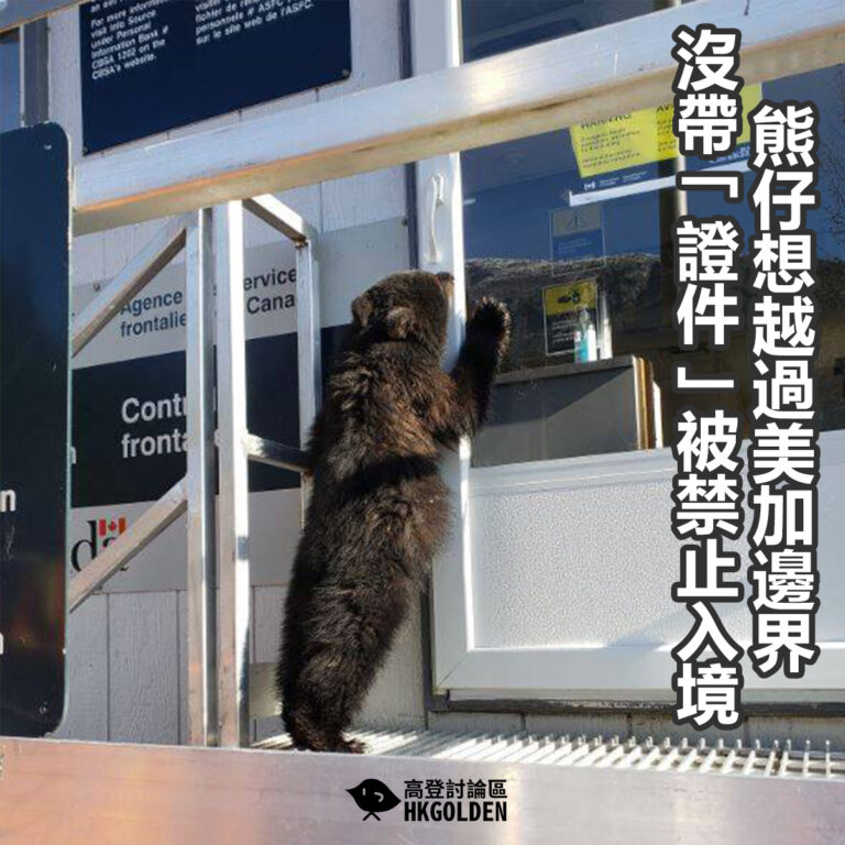 熊仔想越過美加邊界  沒帶「證件」被禁止入境
