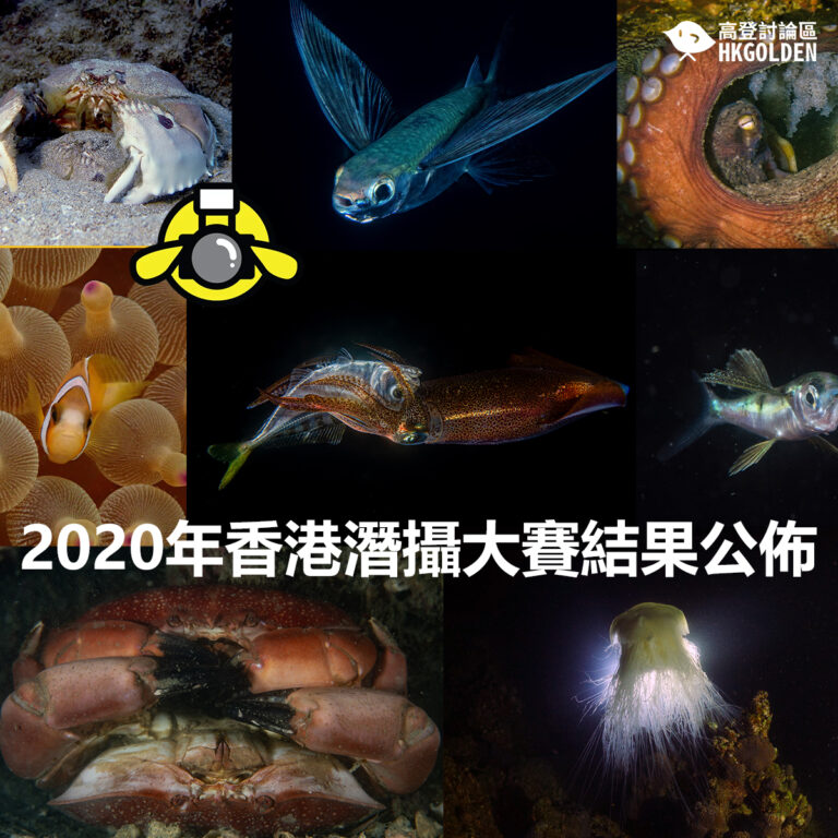 2020年香港潛攝大賽結果公佈