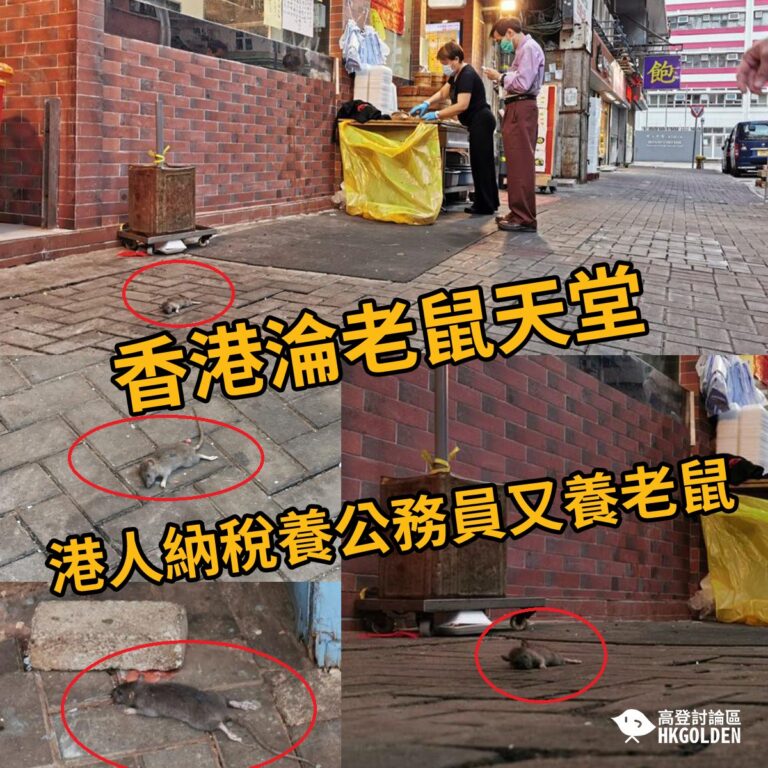【香港淪老鼠天堂　港人納稅養公務員又養老鼠】