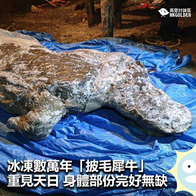【冰凍數萬年「披毛犀牛」重見天日 身體部份完好無缺】