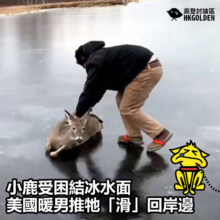 【小鹿受困結冰水面 美國暖男推牠「滑」回岸邊】