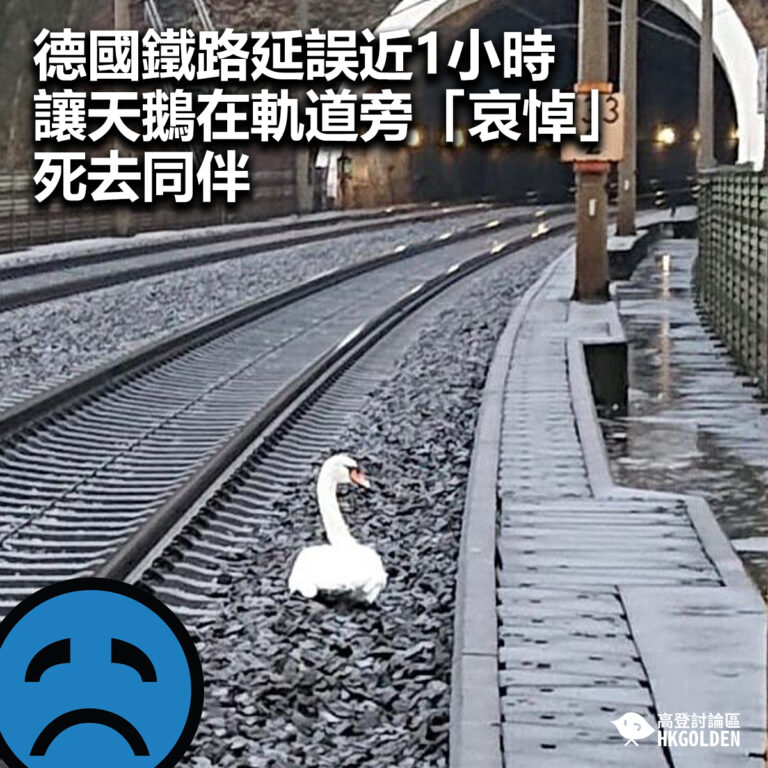 【德國鐵路延誤近1小時讓天鵝在軌道旁「哀悼」死去同伴】