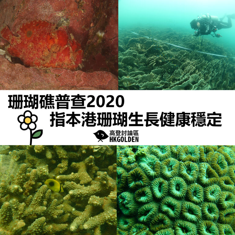 【珊瑚礁普查2020指本港珊瑚生長健康穩定】
