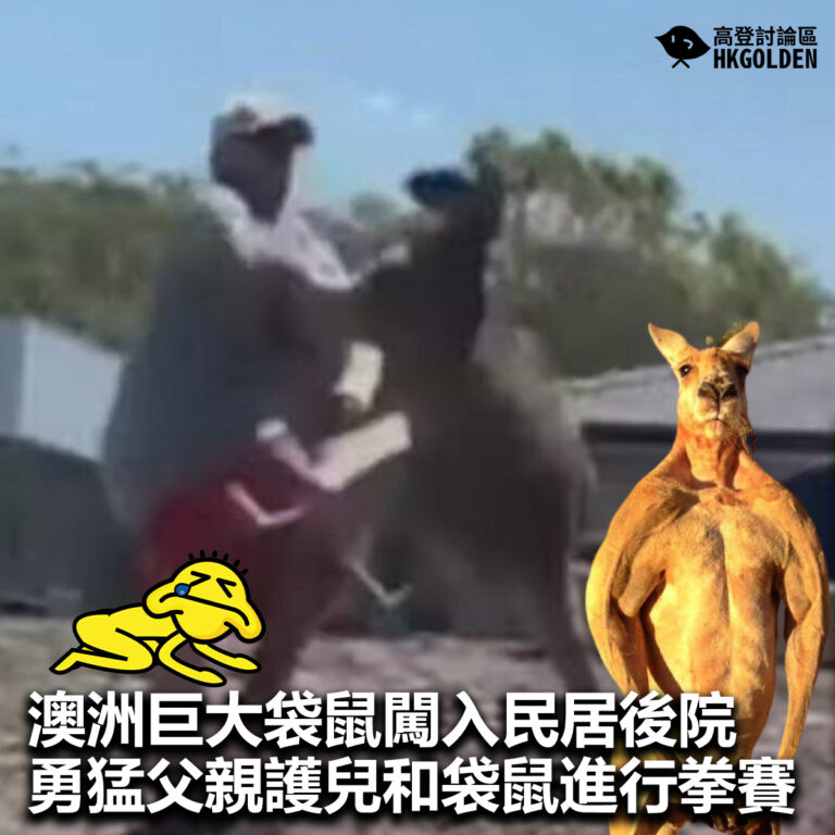 【澳洲巨大袋鼠闖入民居後院 勇猛父親護兒和袋鼠進行拳賽】