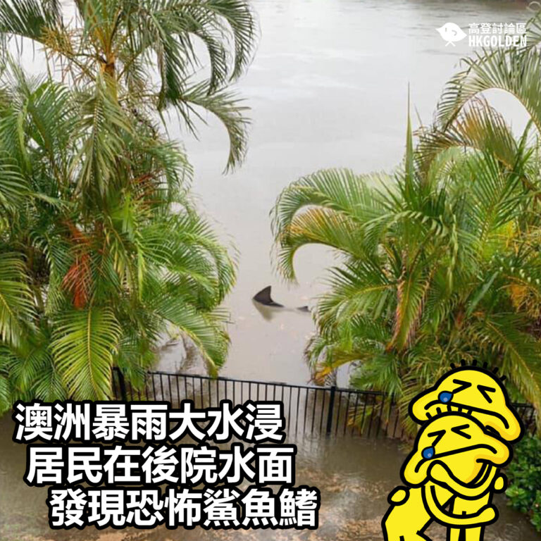 【澳洲暴雨大水浸  居民在後院水面發現恐怖鯊魚鰭】