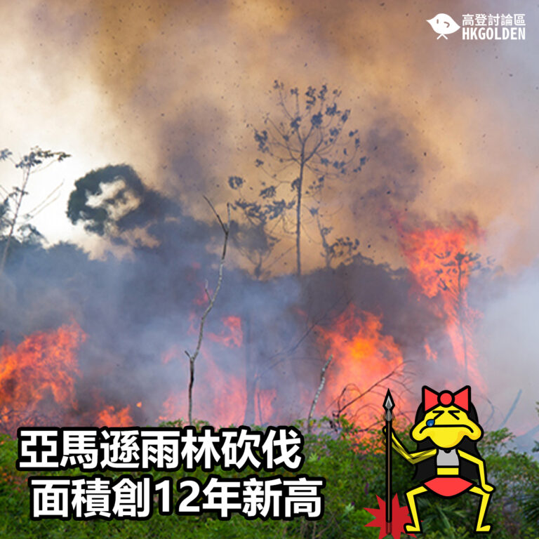 亞馬遜雨林砍伐面積創12年新高