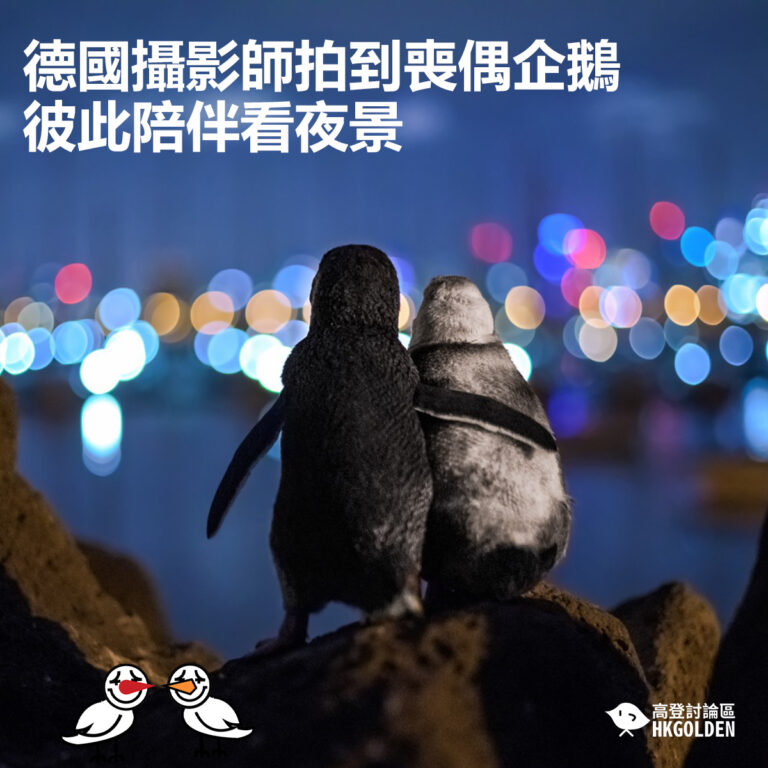 【德國攝影師拍到喪偶企鵝彼此陪伴看夜景 】