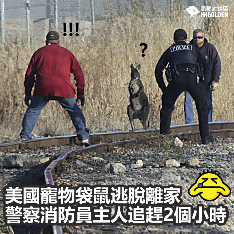 【美國寵物袋鼠逃脫離家  警察消防員主人追趕2個小時】
