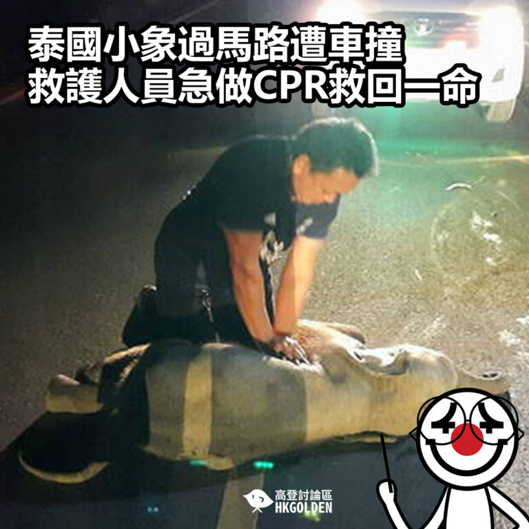 【泰國小象過馬路遭車撞 救護人員急做CPR救回一命】