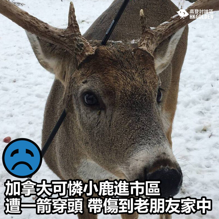 【加拿大可憐小鹿進市區遭一箭穿頭 帶傷到老朋友家中 】
