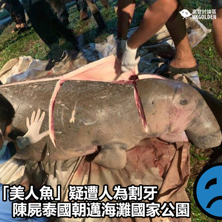 【「美人魚」疑遭人為割牙陳屍泰國朝邁海灘國家公園 】