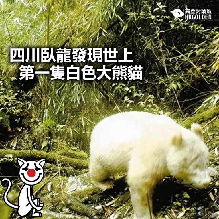 【四川臥龍發現世上第一隻白色大熊貓】