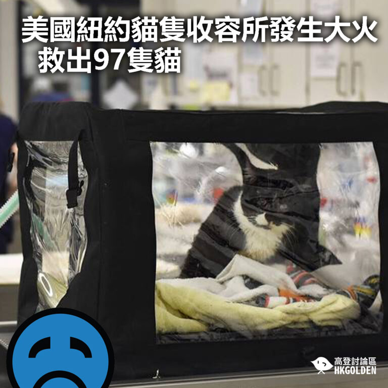 【美國紐約貓隻收容所發生大火 救出97隻貓】