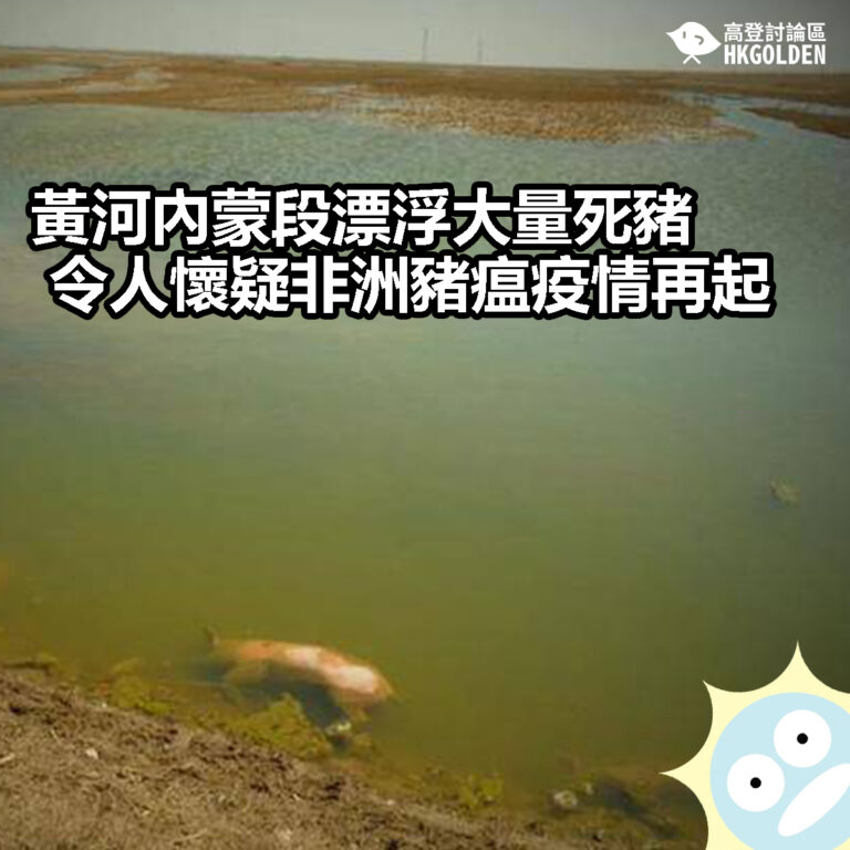 【黃河內蒙段漂浮大量死豬 令人懷疑非洲豬瘟疫情再起】