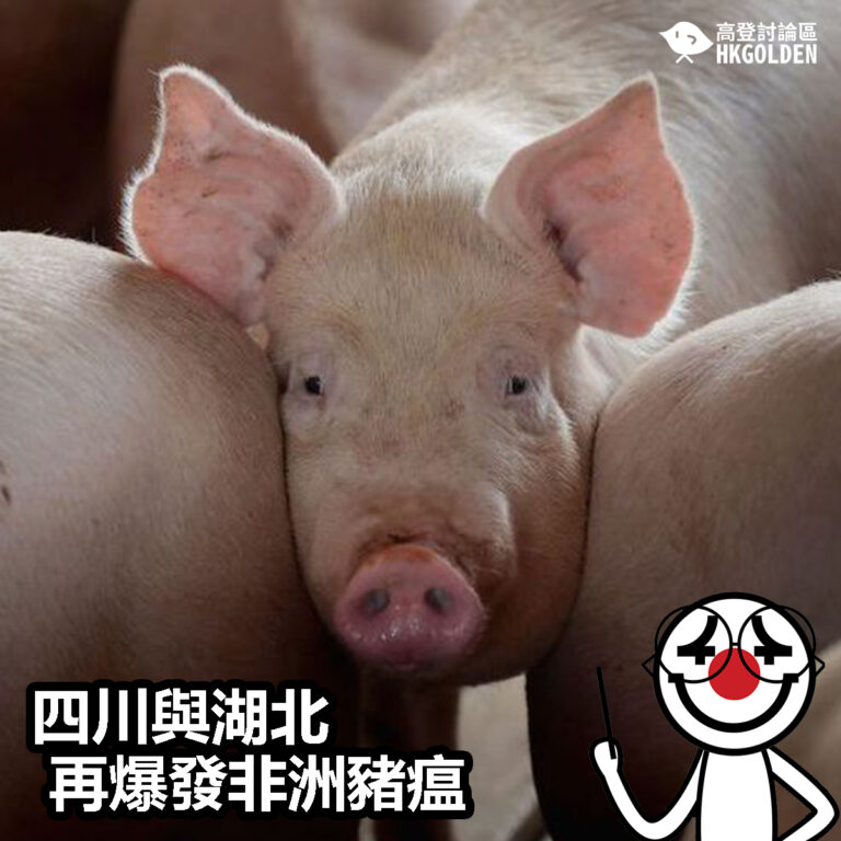 【四川與湖北再爆發非洲豬瘟】