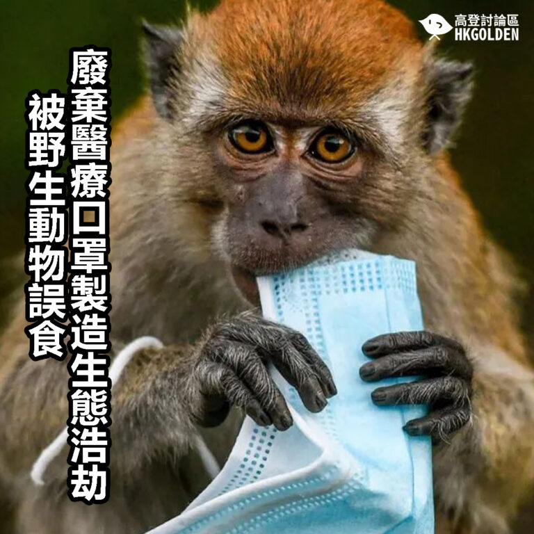 【廢棄醫療口罩製造生態浩劫   被野生動物誤食 】