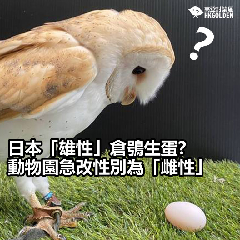 【日本「雄性」倉鴞生蛋?  動物園急改性別為「雌性」】