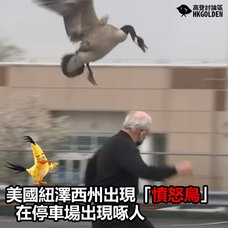 【美國紐澤西州出現「憤怒鳥」 在停車場出現啄人】