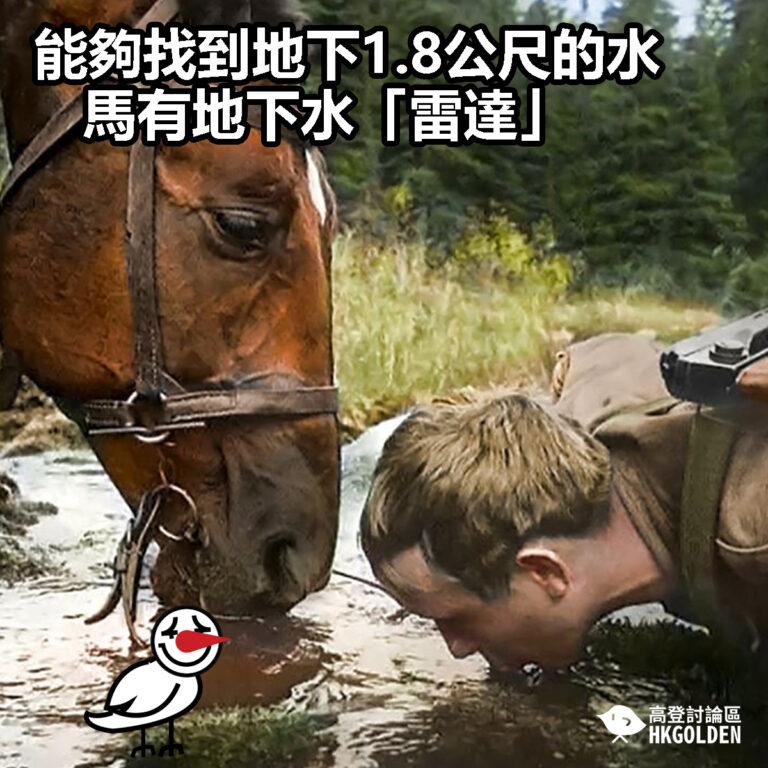 【能夠找到地下1.8公尺的水  馬有地下水「雷達」】