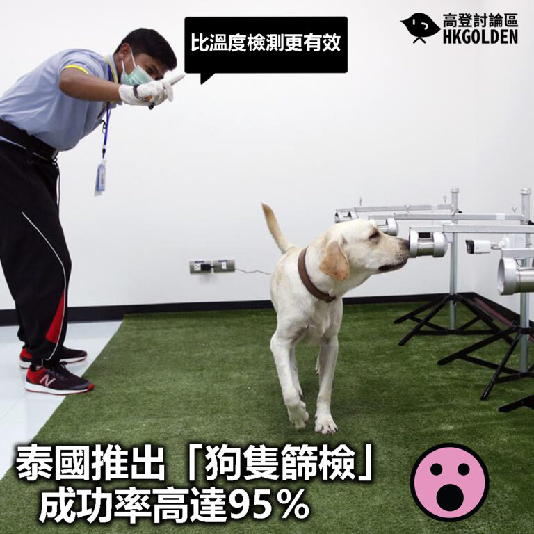 【泰國推出「狗隻篩檢」  成功率高達95％】