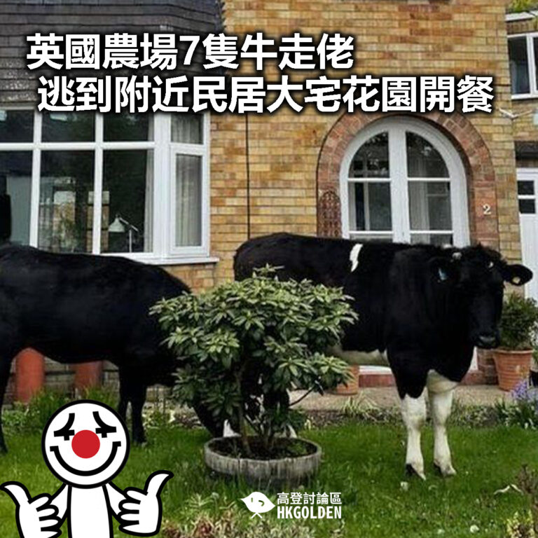 【英國農場7隻牛走佬  逃到附近民居大宅花園開餐】