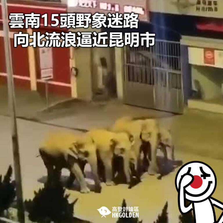 【雲南15頭野象迷路向北流浪逼近昆明市】