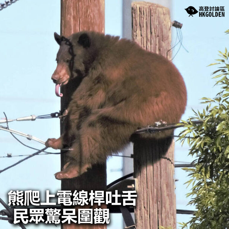 【熊爬上電線桿吐舌 民眾驚呆圍觀】