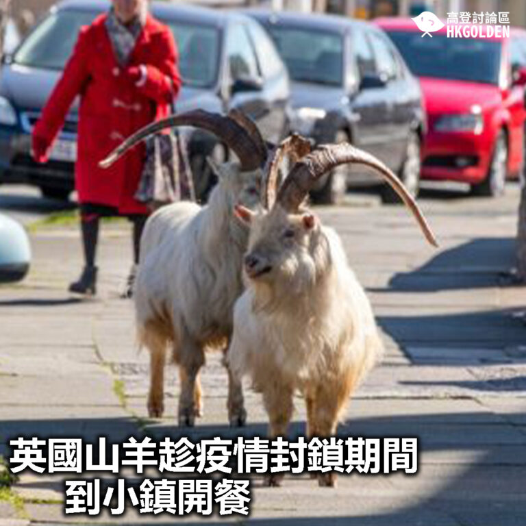 【英國山羊趁疫情封鎖期間到小鎮開餐】