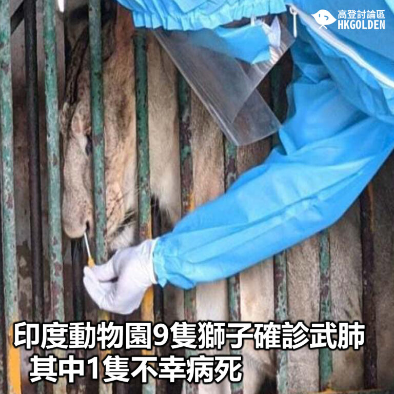 【印度動物園9隻獅子確診武肺 其中1隻不幸病死】