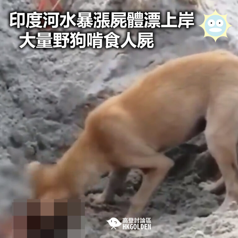【印度河水暴漲屍體漂上岸 大量野狗啃食人屍】