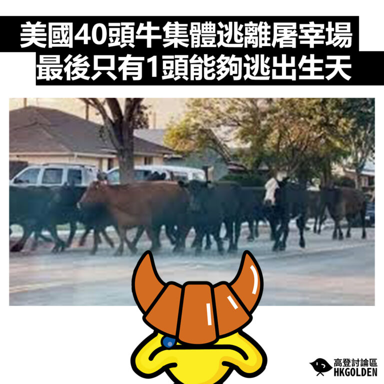 【美國40頭牛集體逃離屠宰場  最後只有1頭能夠逃出生天】