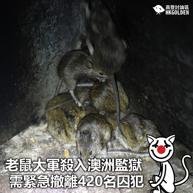 【老鼠大軍殺入澳洲監獄  需緊急撤離420名囚犯】