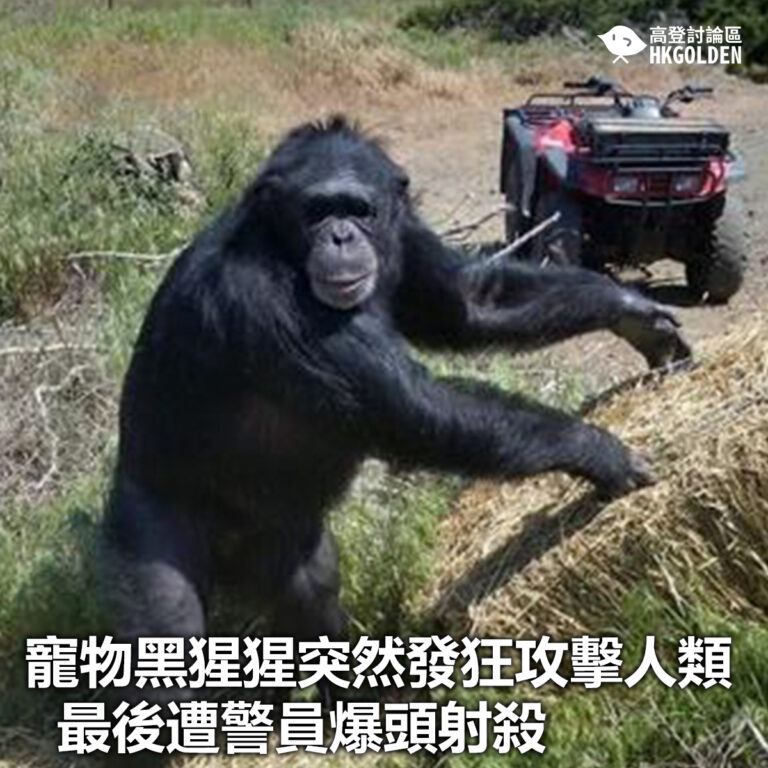 【寵物黑猩猩突然發狂攻擊人類 最後遭警員爆頭射殺】