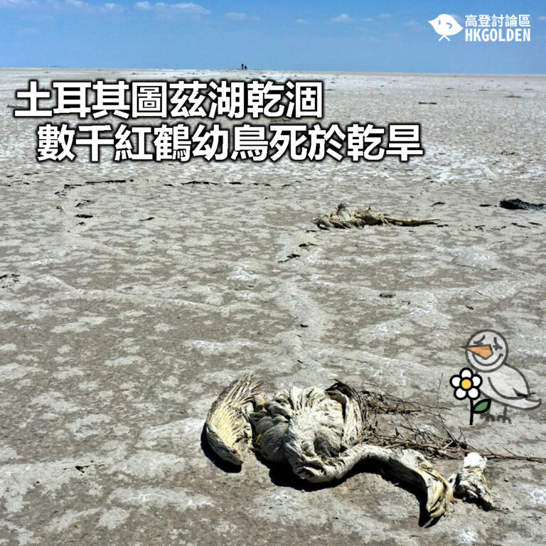 【土耳其圖茲湖乾涸 數千紅鶴幼鳥死於乾旱】