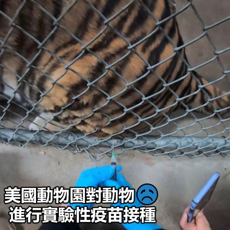 【美國動物園對動物進行實驗性疫苗接種】