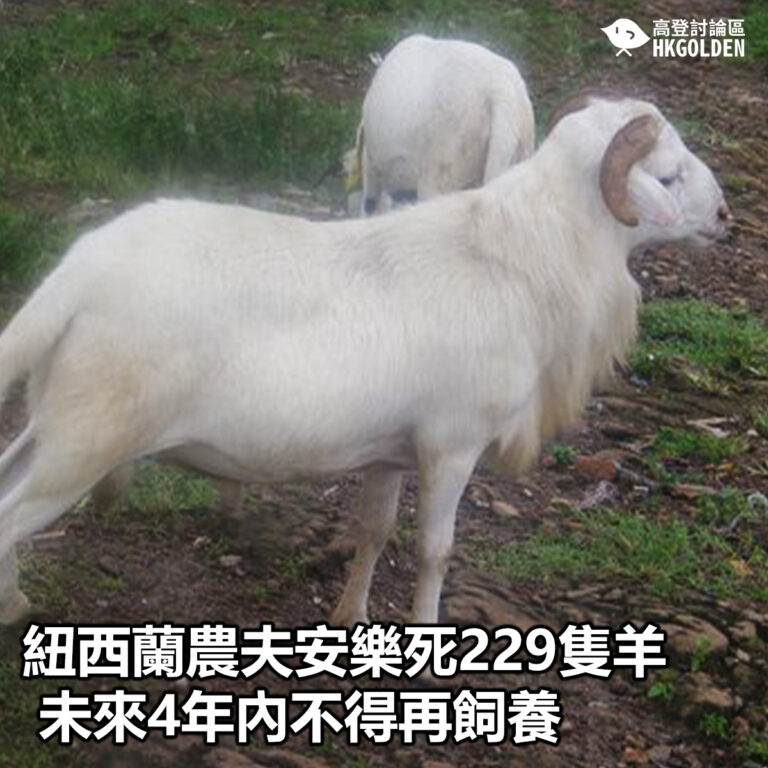 【紐西蘭農夫安樂死229隻羊 未來4年內不得再飼養】