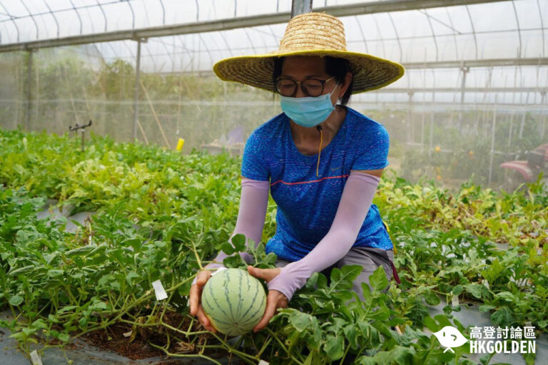 【漁護署推介本地有機西瓜節特色品種  果農:比普通西瓜更清甜 】