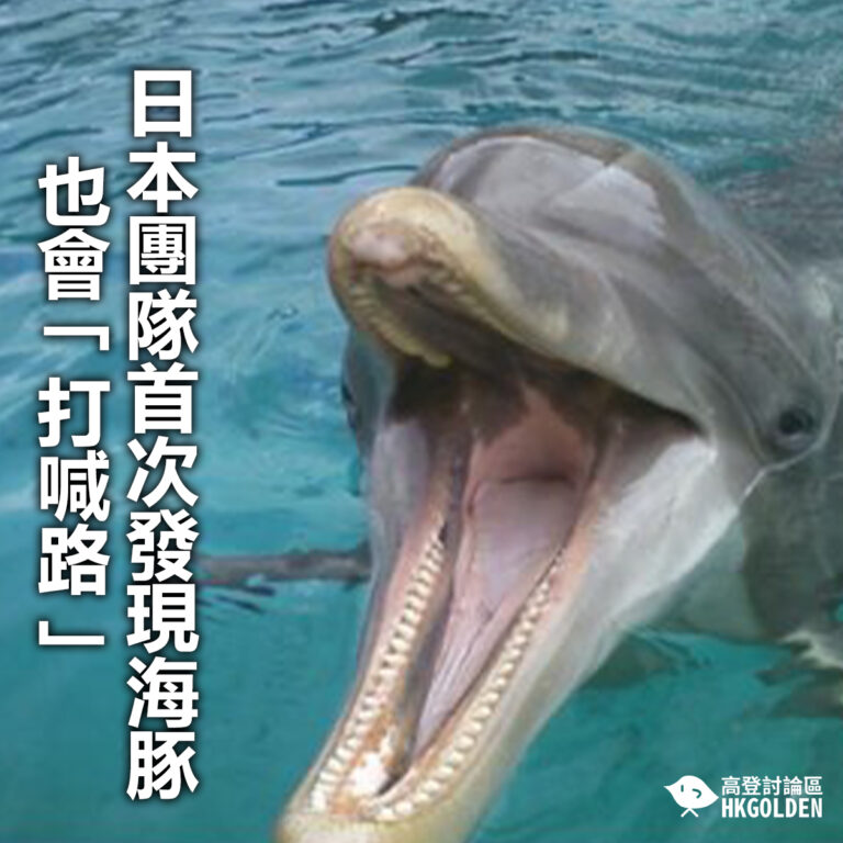 【日本團隊首次發現海豚也會「打喊路」】