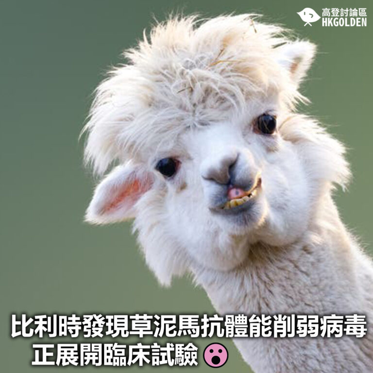 【比利時發現草泥馬抗體能削弱病毒  正展開臨床試驗】
