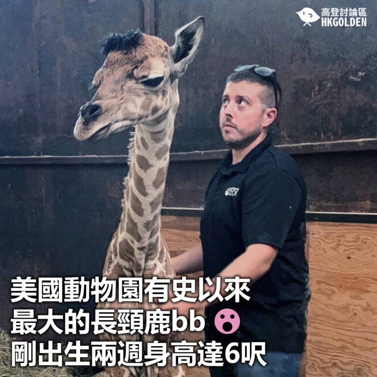 【美國動物園有史以來最大的長頸鹿bb   剛出生兩週身高達6呎】