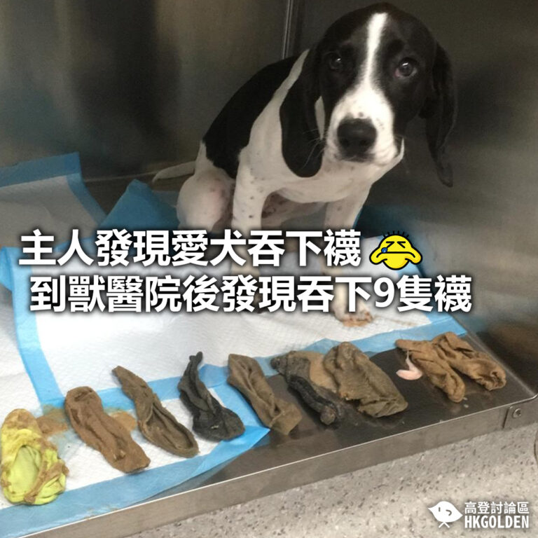 【主人發現愛犬吞下襪 到獸醫院後發現吞下9隻襪】